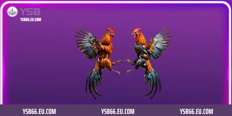 Các hình thức đá gà Campuchia YSB66