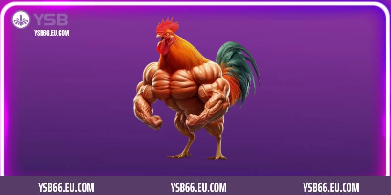 Đá gà Campuchia YSB66