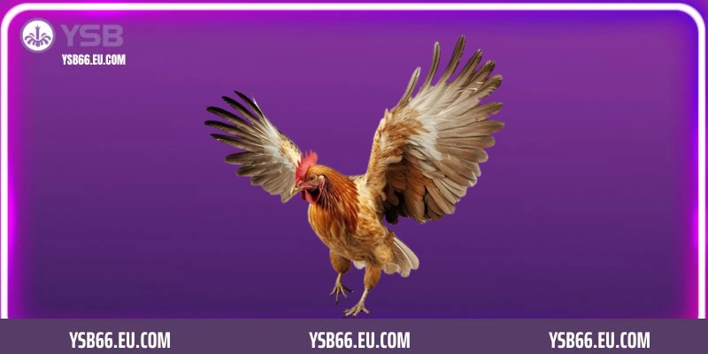 Ưu điểm khi tham gia chơi đá gà casino tại sảnh YSB66