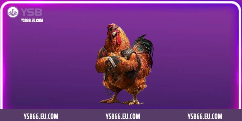 Đá gà mỹ cựa dao YSB66