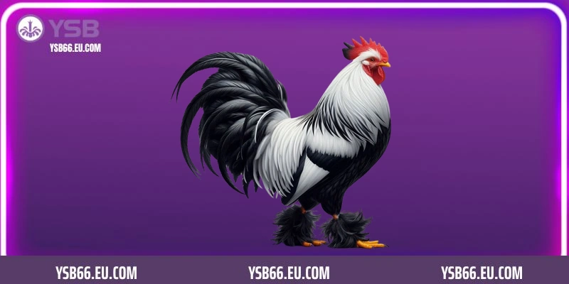 Những lưu ý quan trọng khi tham gia chơi cá cược đá gà trực tuyến