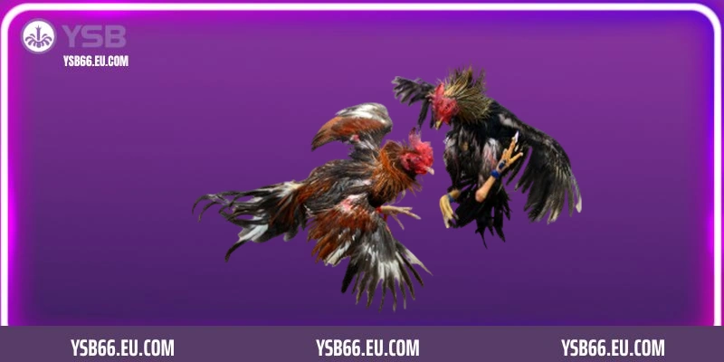 Đá gà trực tiếp YSB66