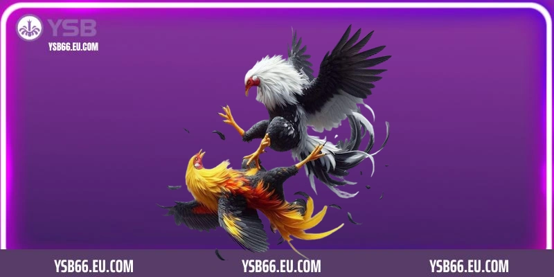 Ưu điểm khi khách hàng cá cược tại sảnh đá gà